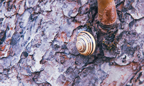 A striped snail climbs rough bark, surrounded by muted colors and textures, as sunlight brightens the scene.