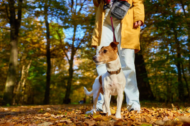 istock Jack Russell Terrier on leash during autumn walk 2199007326