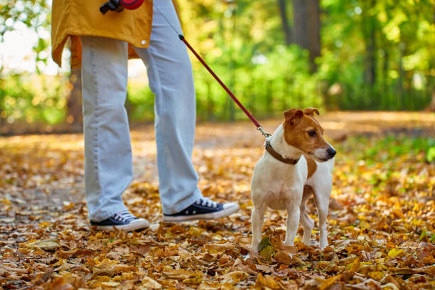 istock Jack Russell Terrier on leash during autumn walk 2199007348