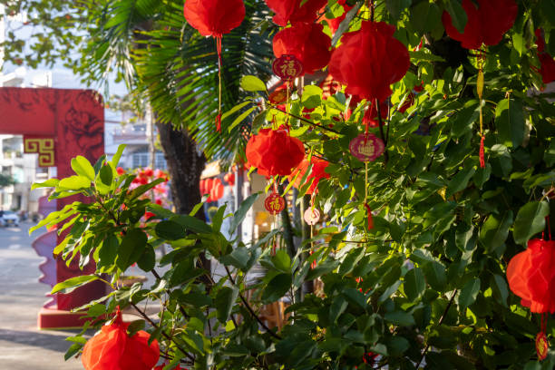 Lanterns hanging in trees for lunar new year, Tet Festival, Nha Trang