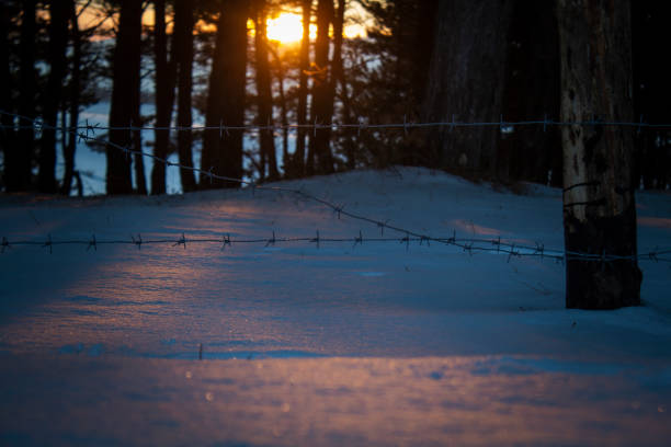 the sun sets behind a pine forest and a barbed wire fence