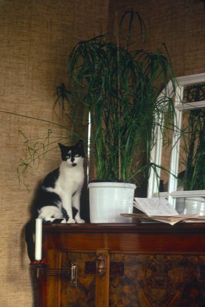 istock Cat and bamboo potted plant on a piano 2199008093