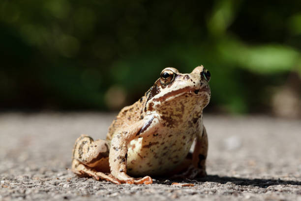 Common frog (Rana temporaria) on gravel ground.