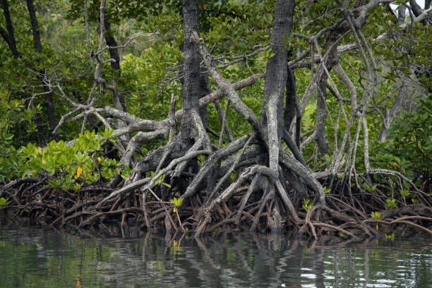 Intricate root system of a coastal mangrove trees at the coast of Sumatra island