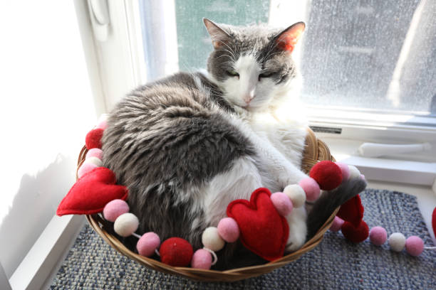 istock Cat Sleeping In Windowsil Basket Decorated with Valentines Day Garland 2199013788