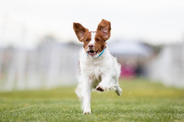 istock Brittany Spaniel Running Lure Course Sprint Dog Sport 2199014202