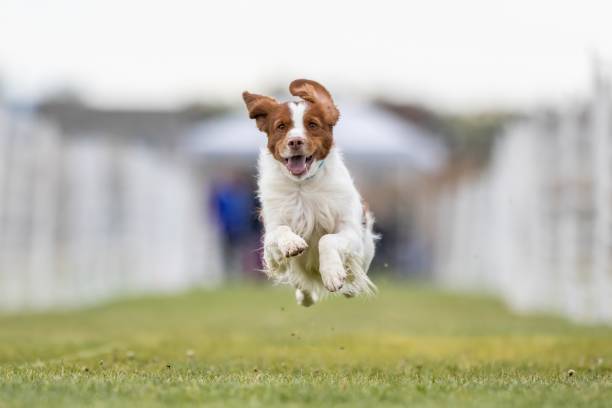 istock Brittany Spaniel Running Lure Course Sprint Dog Sport 2199014207
