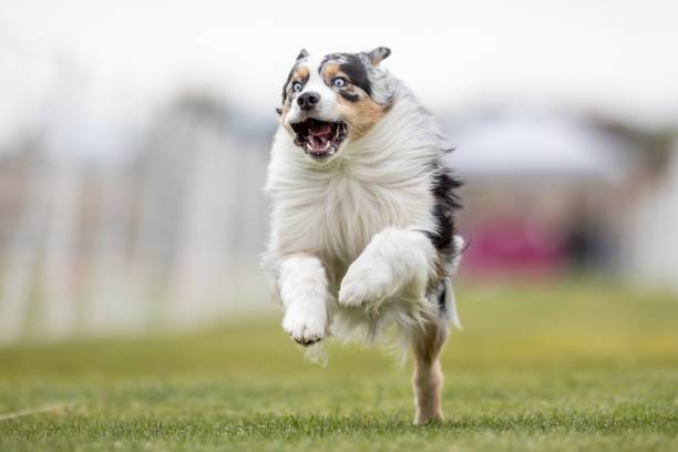 istock Australian Shepherd Aussie Running Lure Course Sprint Dog Sport 2199014221
