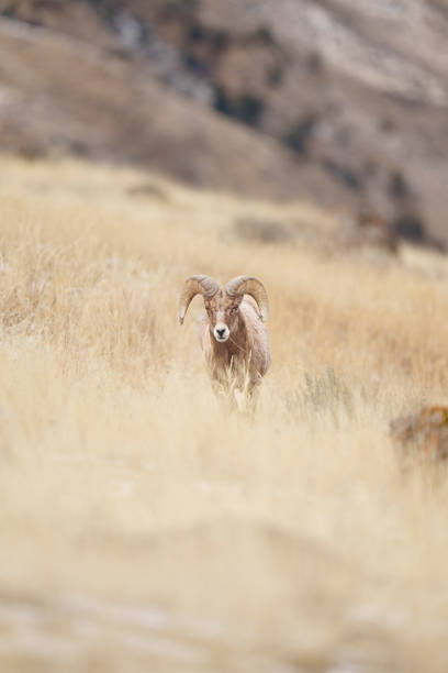 Bighorn Sheep Ram Walking Through Dry Grass in Gardiner, Montana, United States