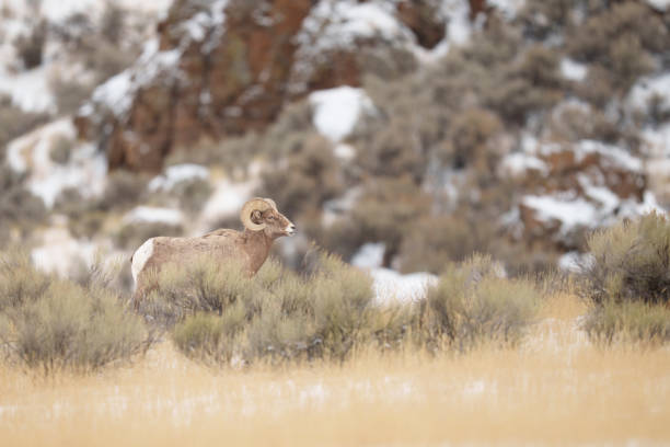Bighorn Sheep Ram in Montana Sagebrush in Gardiner, Montana, United States
