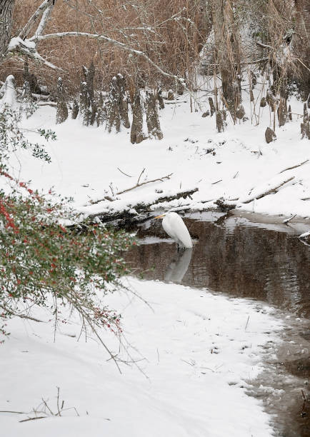 istock Snow-covered wetlands with an egret reflecting in a calm, icy stream 2199014758