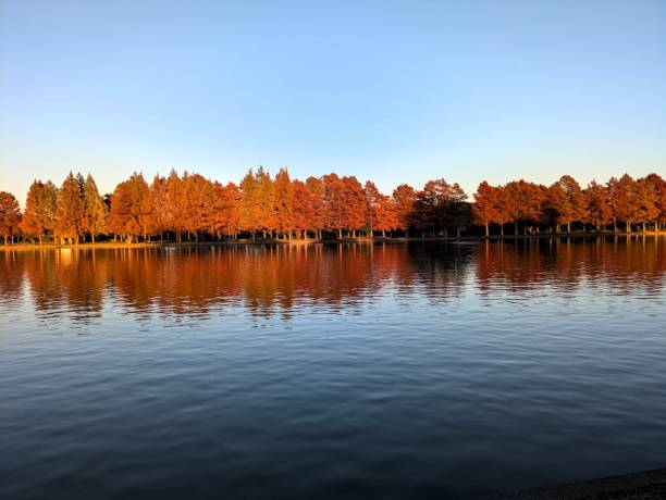 istock Tokyo. Metasequoia forest at the lake. 2199015430