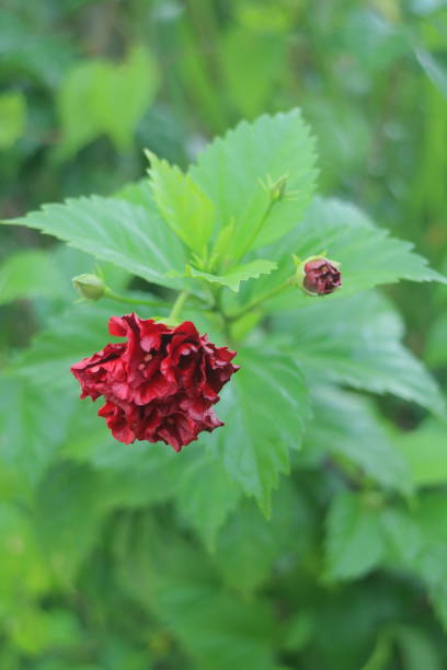 istock Red Hibiscus Bud in Lush Greenery 2199015504