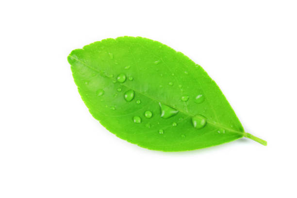 istock Isolation of green lime leaves with clipping paths on white background 2199016727