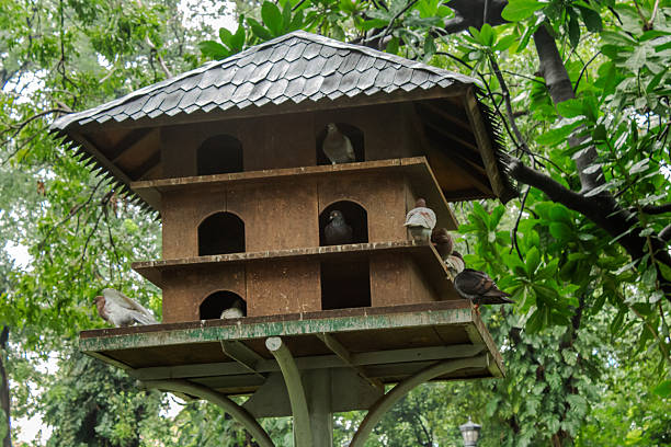 Several pigeons perched on a multi-level birdhouse in a park, surrounded by greenery. A natural and serene setting ideal for wildlife photography and environmental themes