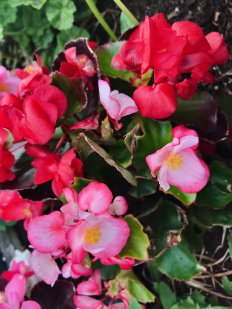 istock Striking vibrant pink white begonia and crimson red geraniums joy cluster in full bloom flower-pot amidst surrounding leaves lush green foliage contrasting the exuberant vivid color. 2199020691