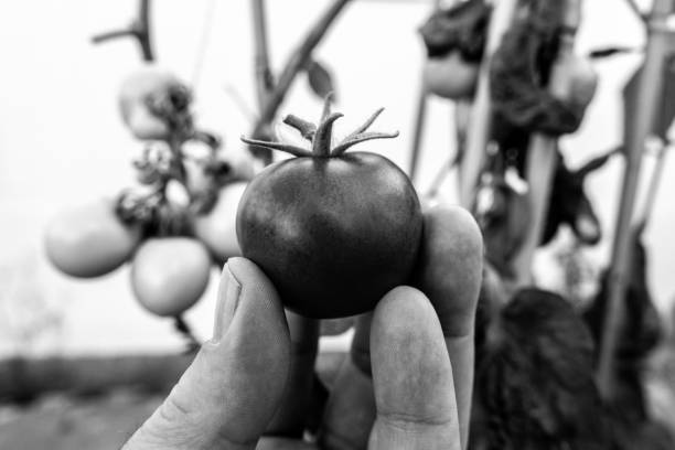 Male hand with garden tomato in black and white