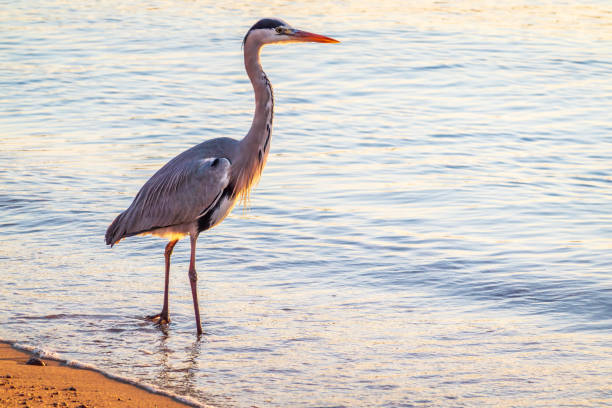 A heron hunting in the sea. Grey heron on the hunt. Grey heron, Ardea cinerea