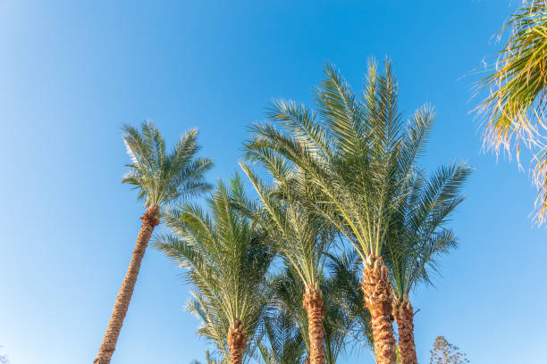 istock Palm tree with green leaves on blue background 2199023411
