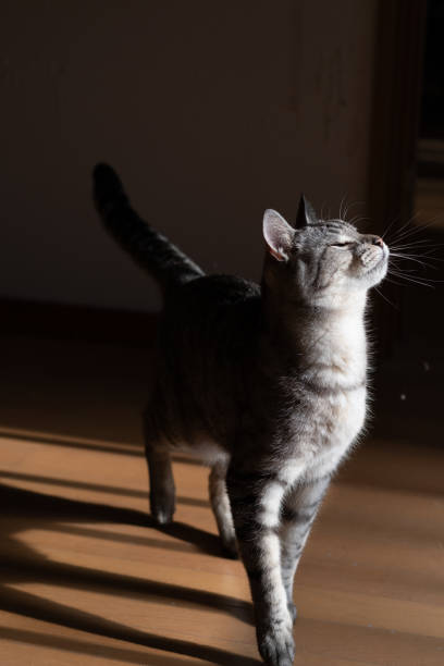istock Cute cat walking around indoors 2199024017