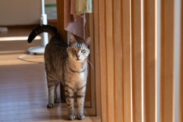istock Cute cat walking around indoors 2199024045