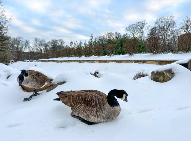 istock Snowy Serenity: Canada Geese Near a Tranquil Winter Stream 2199024856