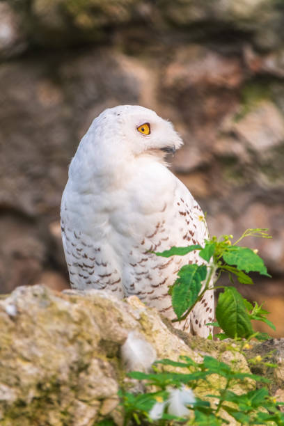 istock A snowy owl sits on a rock cliff. 2199024908