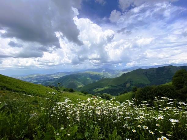 istock A breathtaking view of the Pyrenees with blooming white wildflowers 2199026836