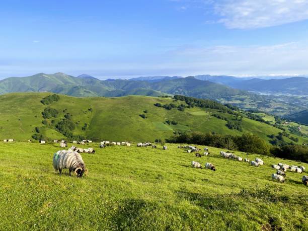 Sheep roaming and grazing in the Pyrenees Mountains