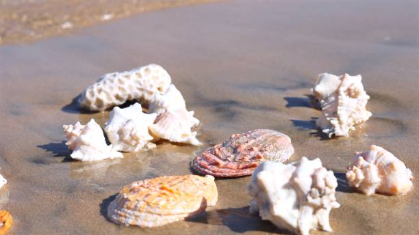 istock Shells resting on sandy beach surrounded by gentle ocean foam, symbolizing beach tranquility and natural harmony, highlighting peaceful connection between shell and ocean beauty. 2199030705