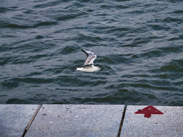 A seagull in flight over the ocean with a concrete pier in the foreground, featuring a red arrow marking.