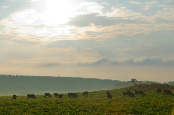 A ranch in the morning mist. Shiriyazaki, Aomori, Japan