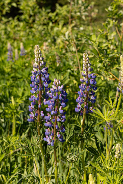 istock Blooming lupine flowers on a meadow in summer, sunny day 2199037501