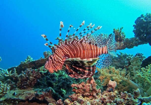 Red sea lionfish pterois volitans swimming over tropical reef with blue water in background
