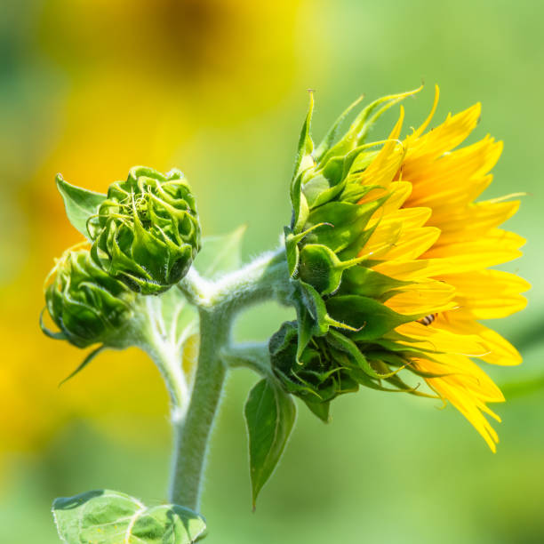 istock Stunning Summer Sunflowers and Honey Bees 2199039553