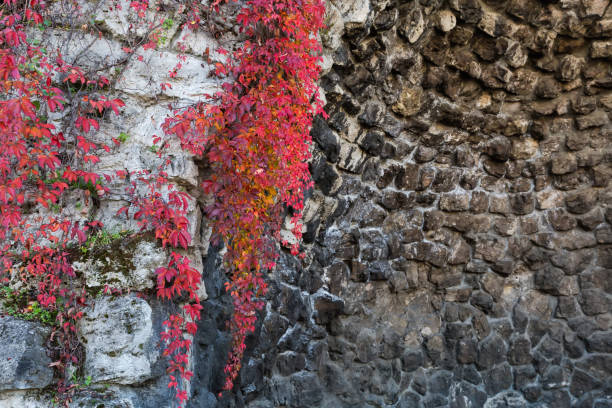 Part of the old stone wall partly overgrown with climbing plants with bright dark red autumn leaves in overcast day