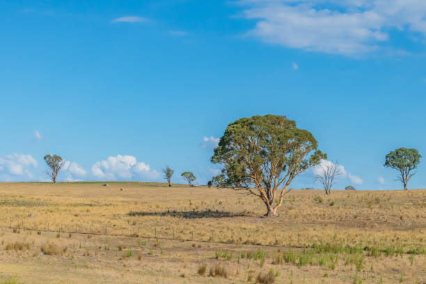 istock Late Summer Countryside in the Southern Tablelands 2199040256