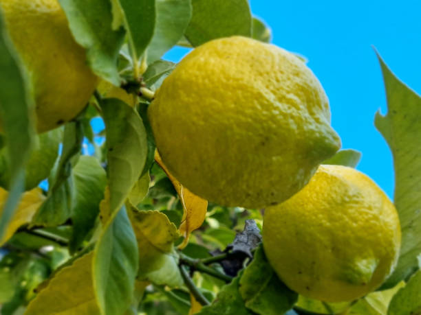 istock Lemon fruit on a tree in the middle of winter. 2199040384
