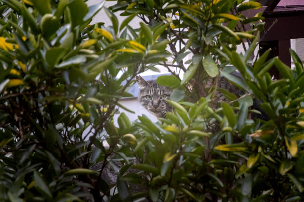 istock A stray cat hiding behind a tree and peeking out from between the branches 2199041926