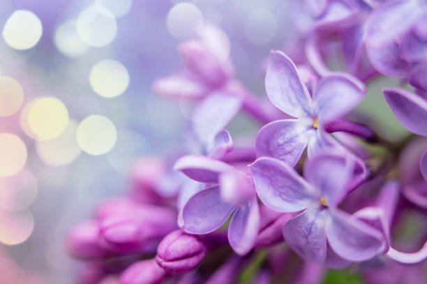 A DSLR close-up photo of beautiful Lilac blossom with bokeh light. Shallow depth of field.