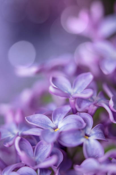 istock Lilac blossom close-up with bokeh lights 2199042244