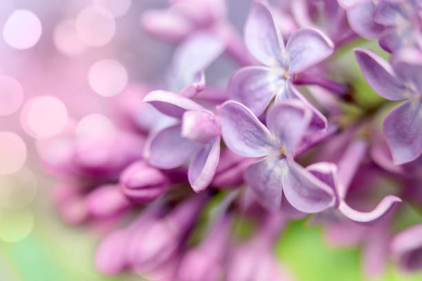 istock Lilac blossom close-up with bokeh light 2199042253