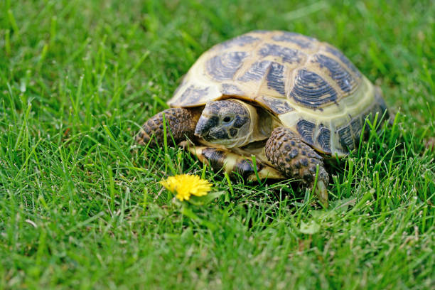 istock Russian Tortoise on green grass going to eat a dandelion 2199042338