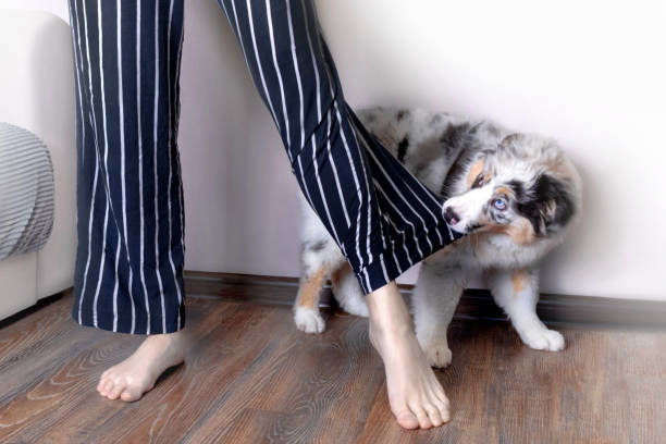 Aussie Australian Shepherd puppy in blue marble color bites the owner's clothes, pulls. Wants to walk, wants to eat