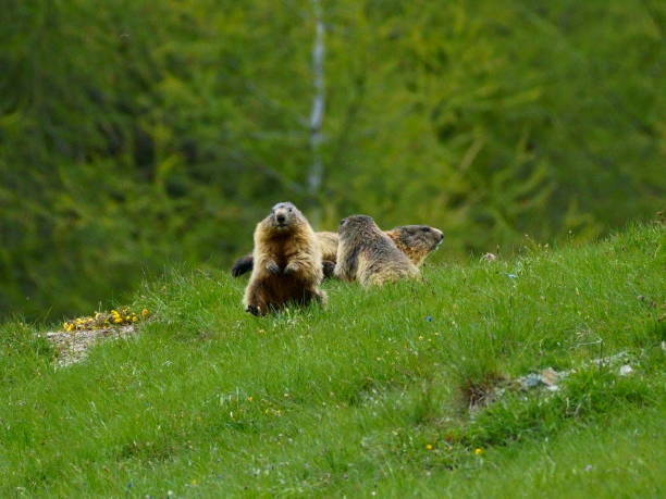 istock Marmot family 2199043273