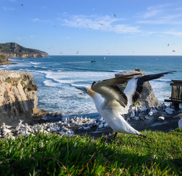 istock Gannet taking off at Muriwai Gannet Colony. Auckland. 2199046353