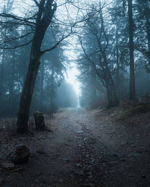 istock Misty forest path surrounded by tall trees and a serene atmosphere 2199049910