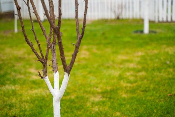The tree is treated with white liquid. A well-groomed garden with fruit trees without leaves. Warm winter.