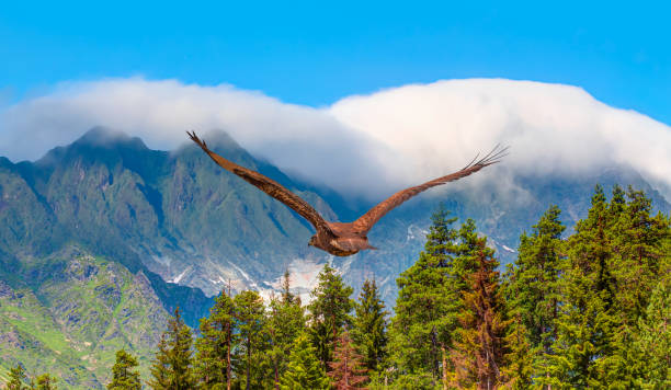 istock Red tailed hawk flying over the fogy blue mountains 2199051388