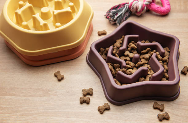 istock Slow feeding bowl preventing gulping and improving digestion in dogs 2199051986